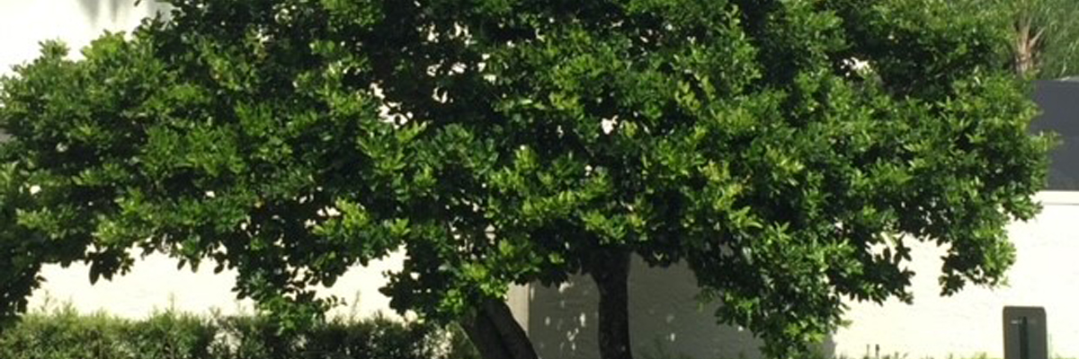 Foliar absorption in trees